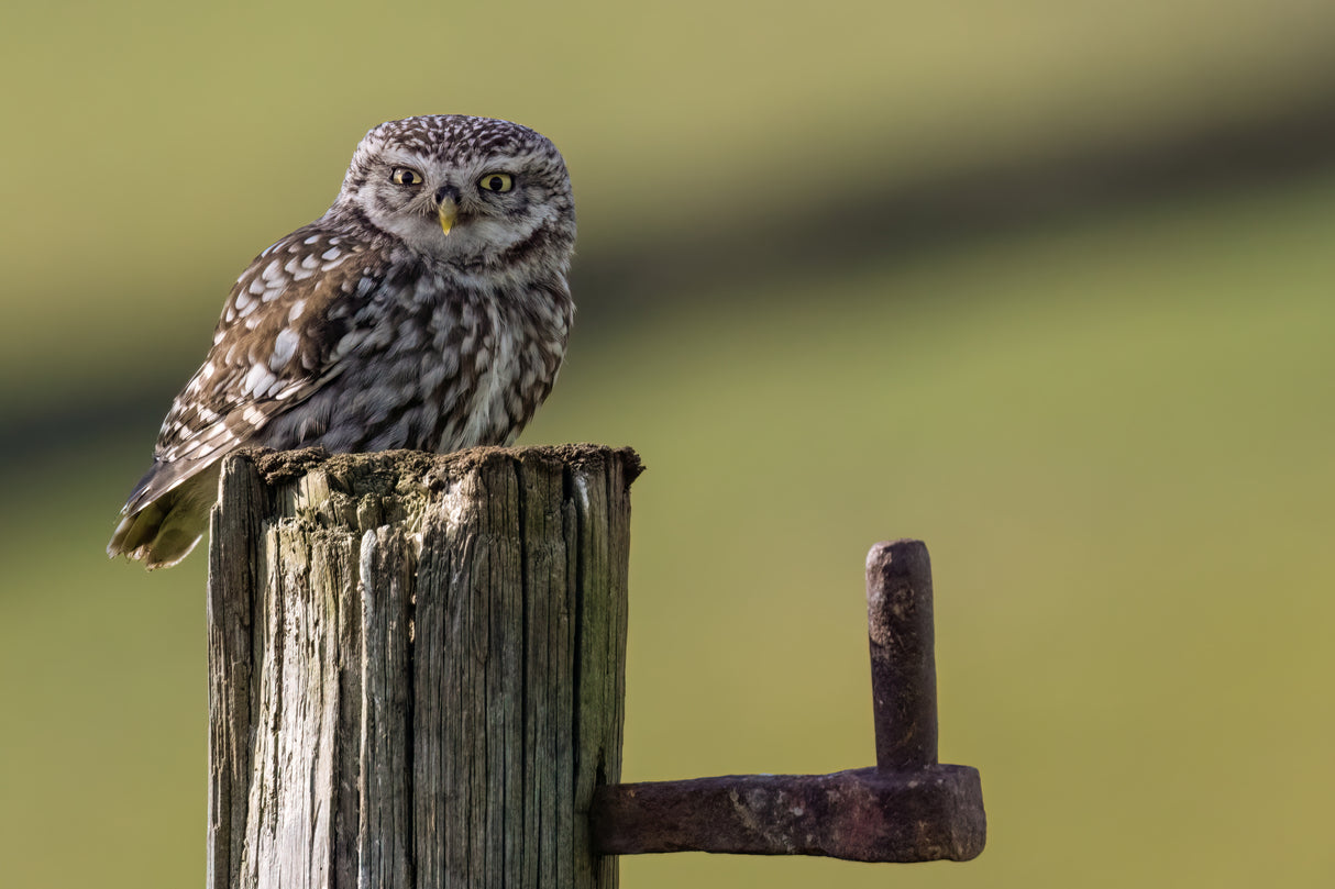 Gatepost Owl Poster och Canvastavla