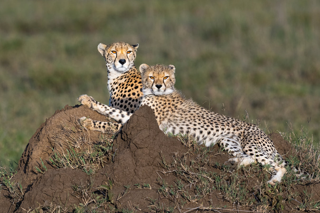 Alert and loving Poster och Canvastavla