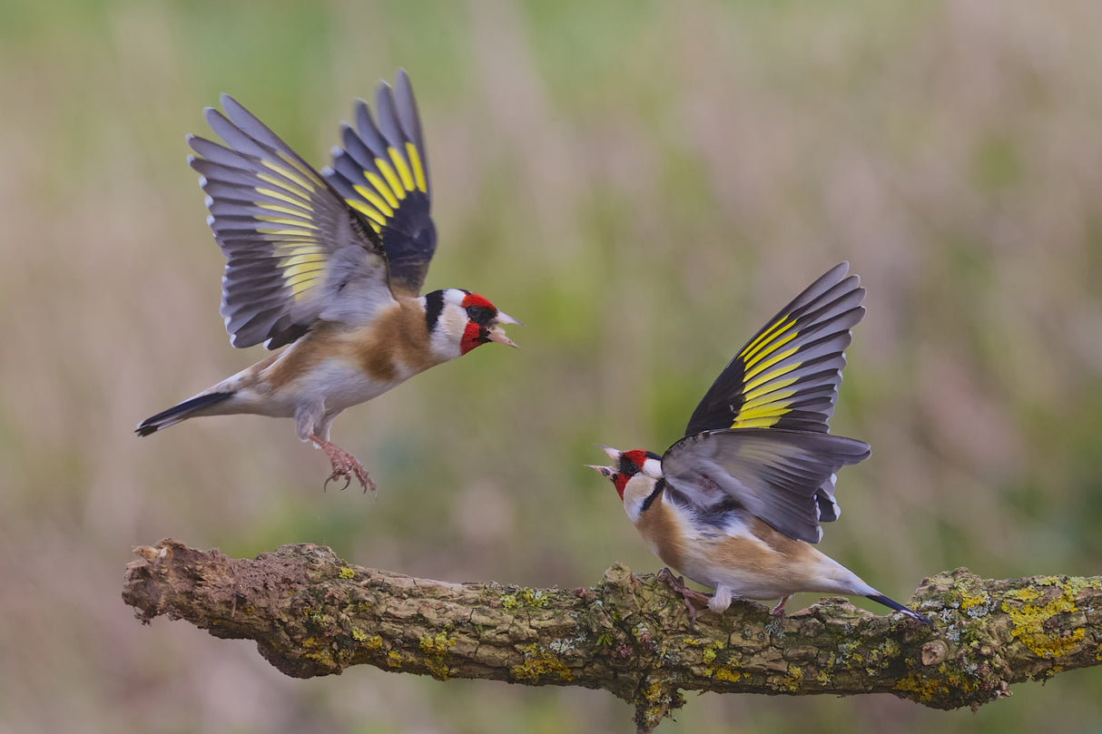 Dancing Goldfinch Poster och Canvastavla