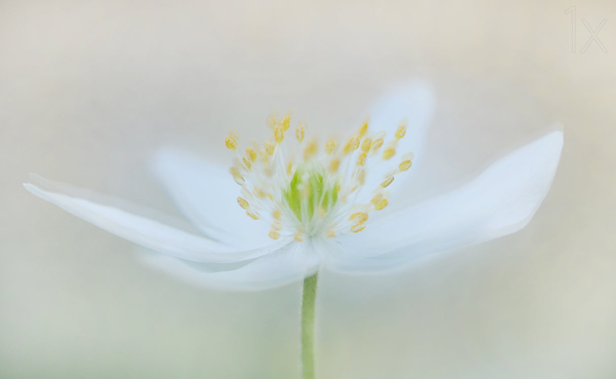 Seeds of spring Poster och Canvastavla