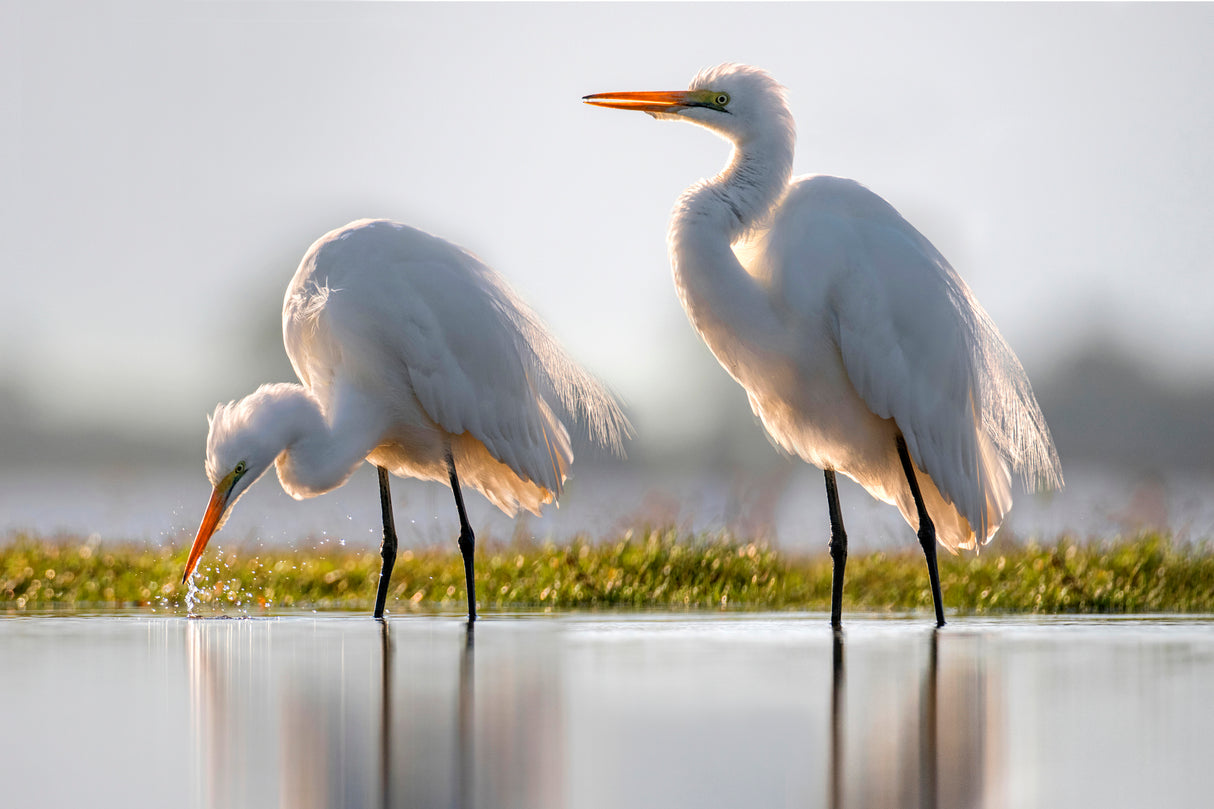 Great egret fishing Poster och Canvastavla