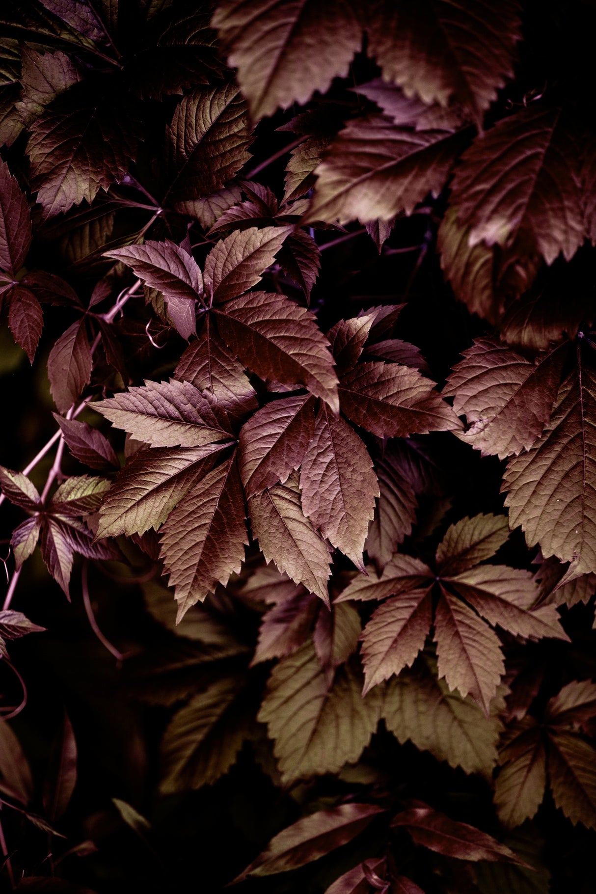 Autumn Leaves 13 Poster och Canvastavla