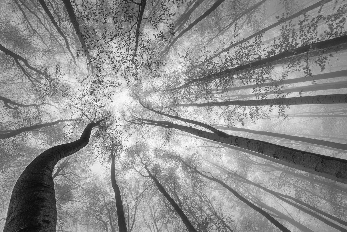 Spring crown of trees Poster och Canvastavla