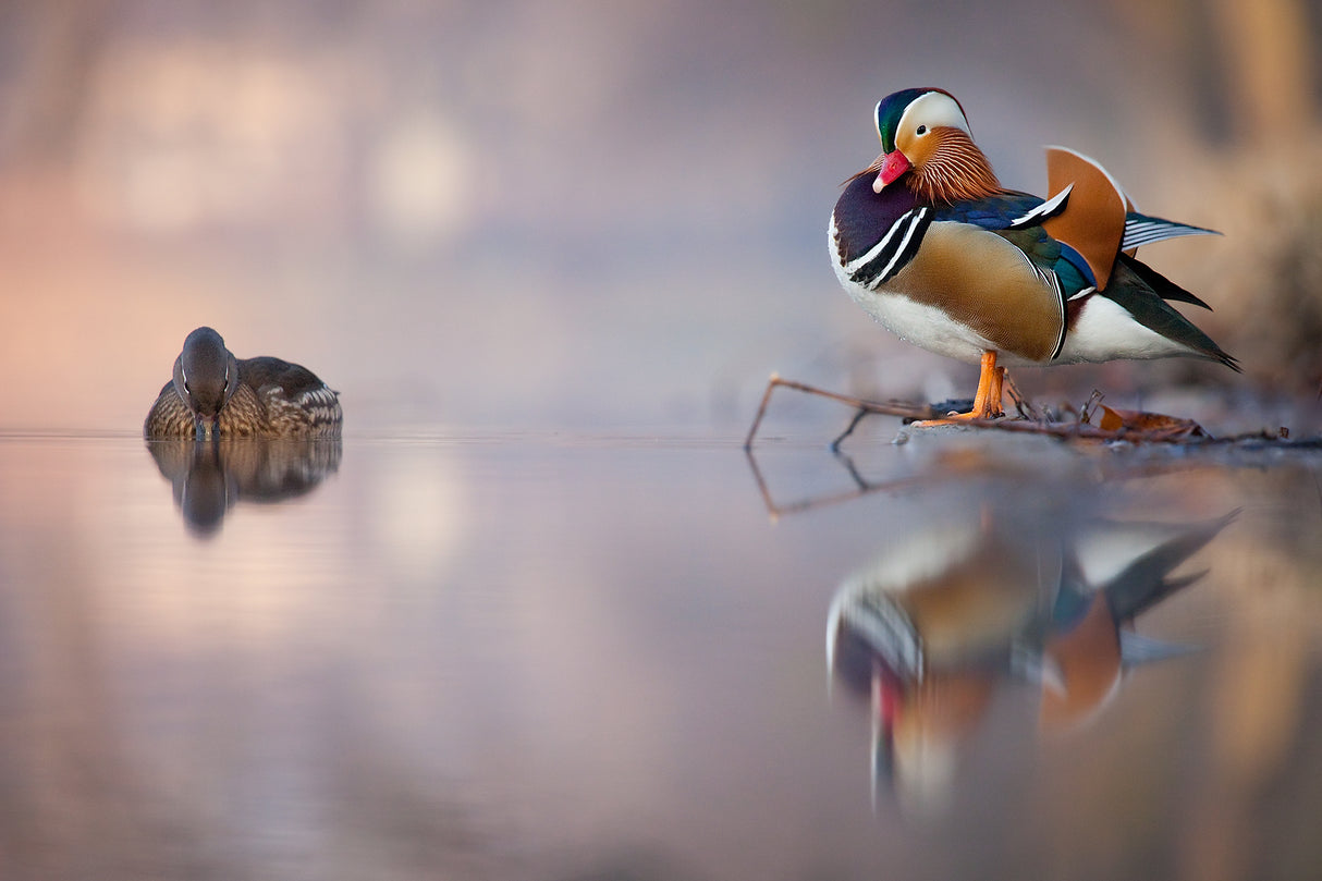 Mandarin duck Poster och Canvastavla