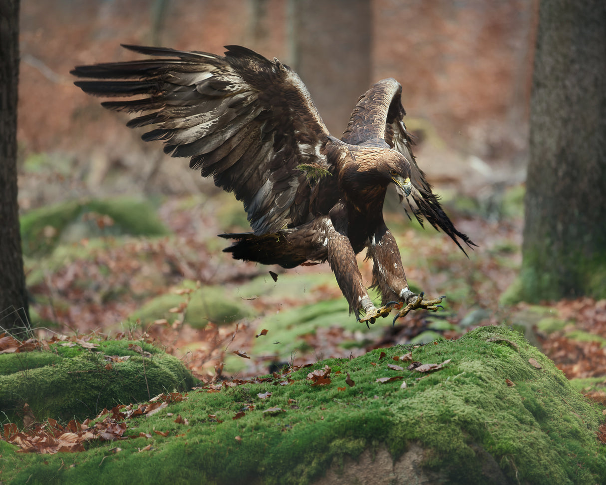 Landing eagle Poster och Canvastavla