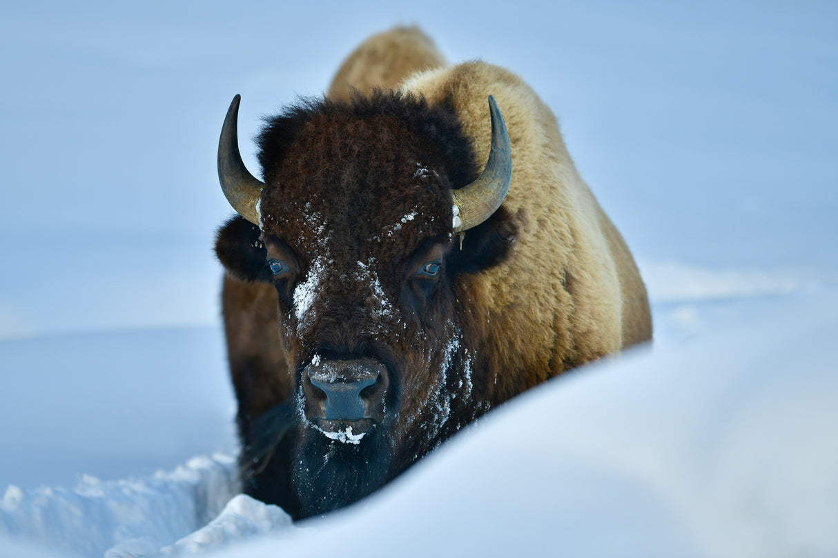 WINTER BISON Poster och Canvastavla