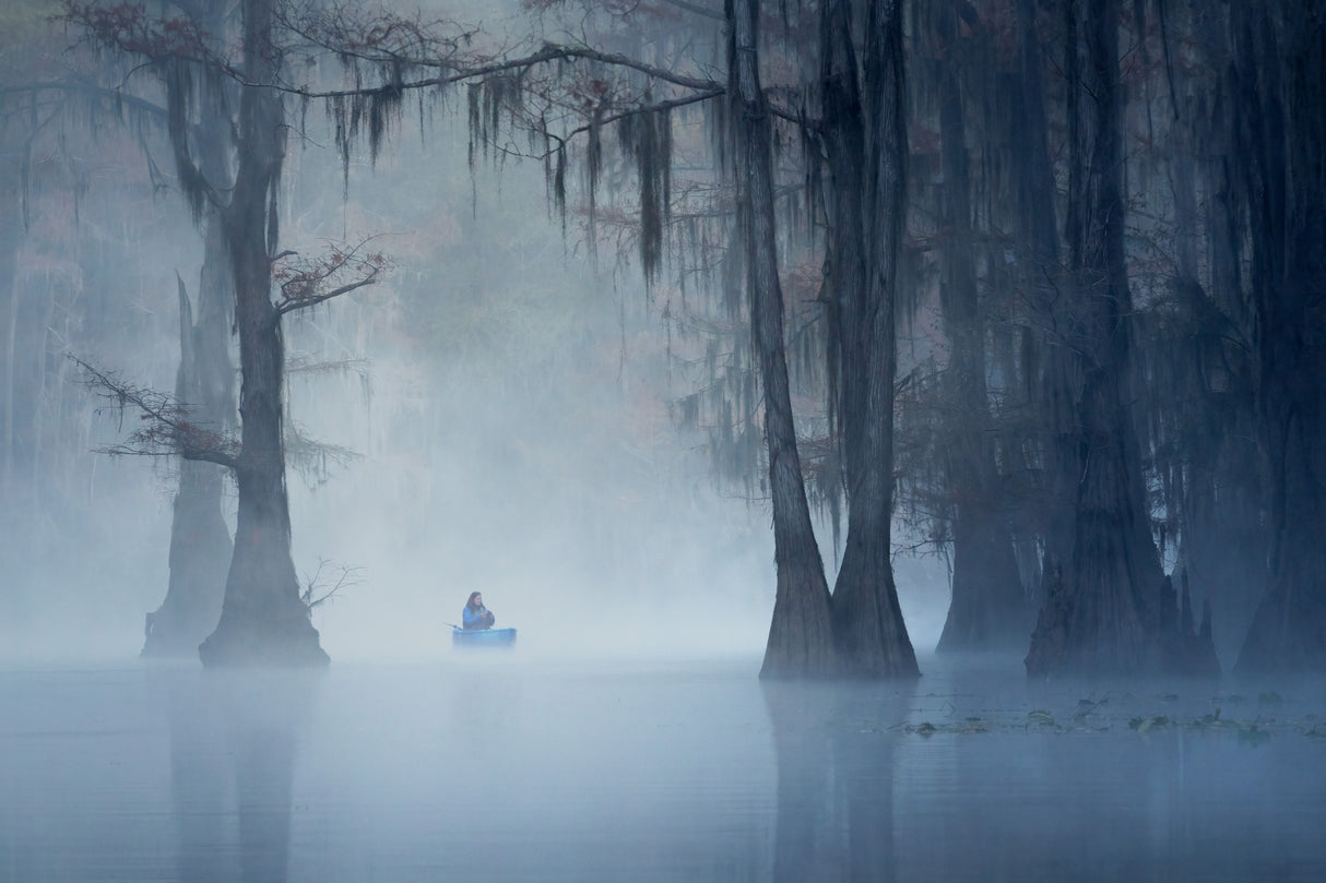 Caddo Lake fog morning Poster och Canvastavla