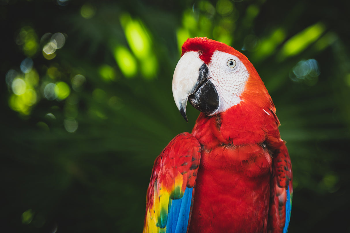 Colorful Parrot Poster och Canvastavla