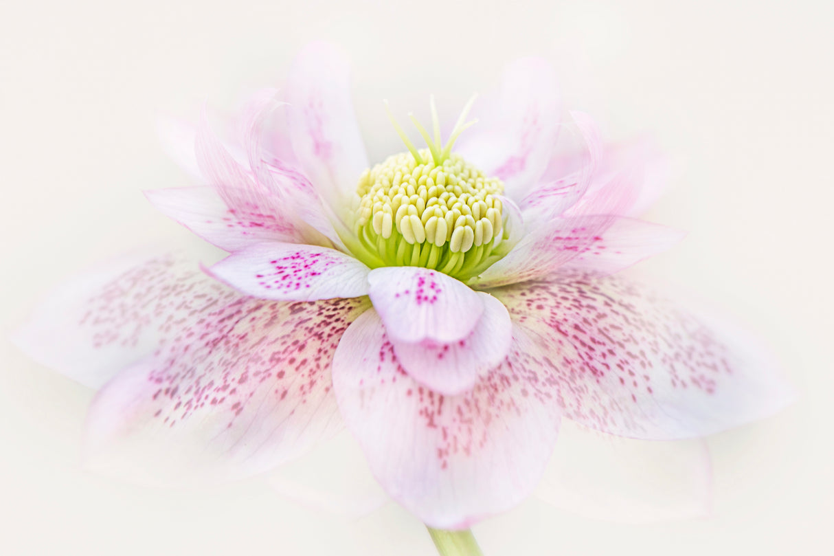 Forever Spring Poster och Canvastavla