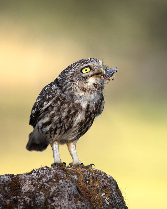 An evening's snack Poster och Canvastavla