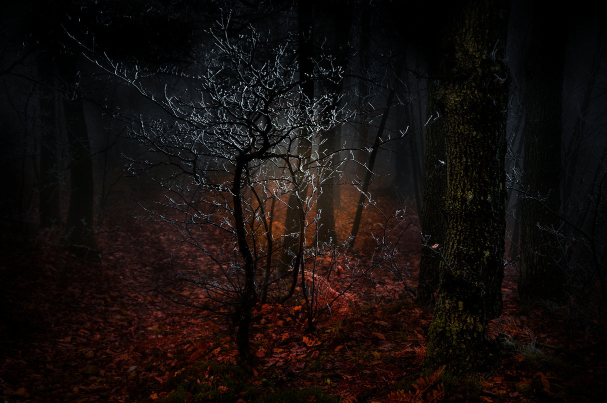 The grove at the first cold Poster och Canvastavla