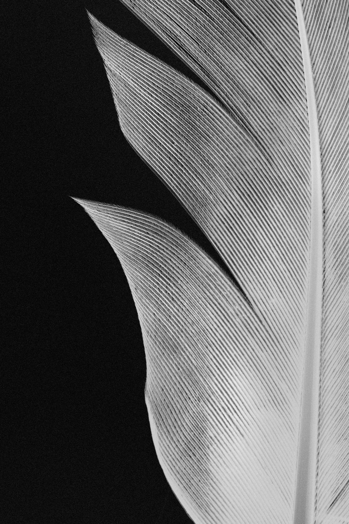 Feather_005 Poster och Canvastavla