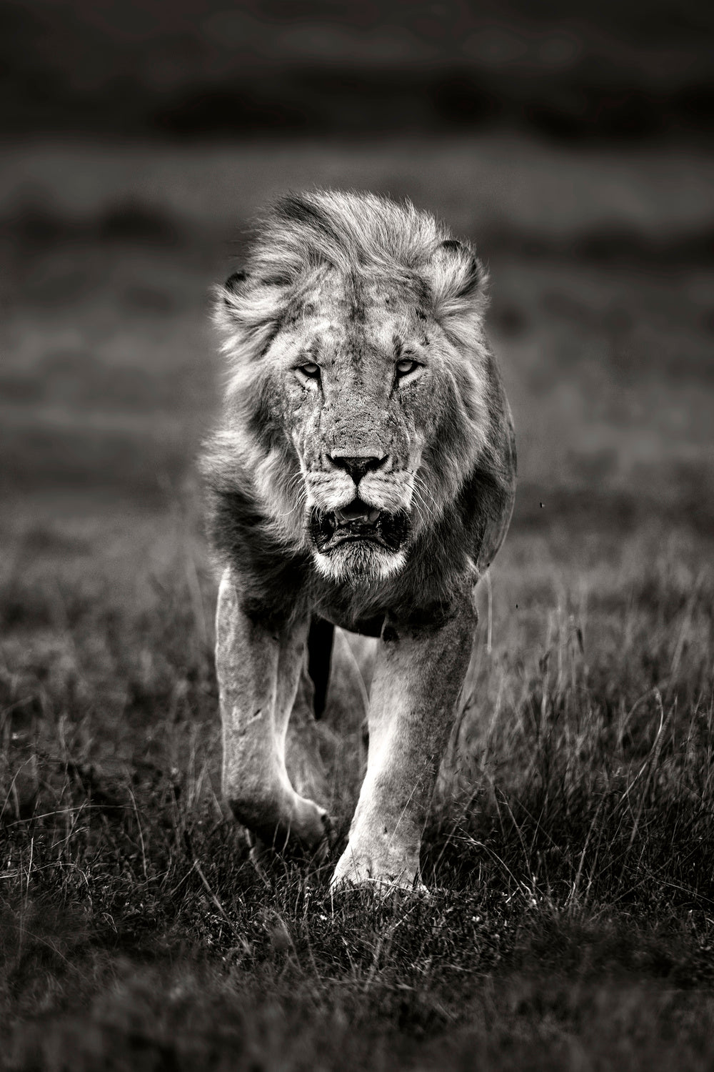 Lion patrolling Poster och Canvastavla