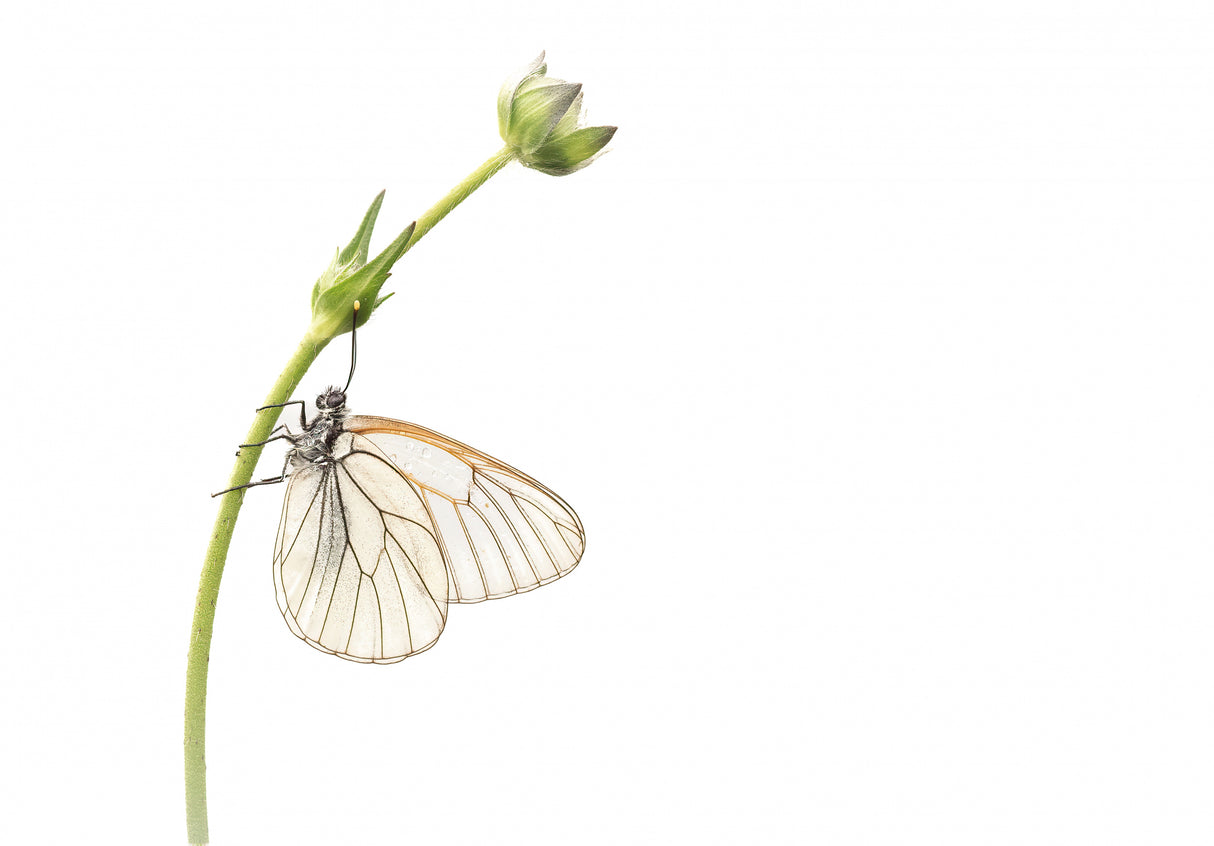 Beauty in high key Poster och Canvastavla