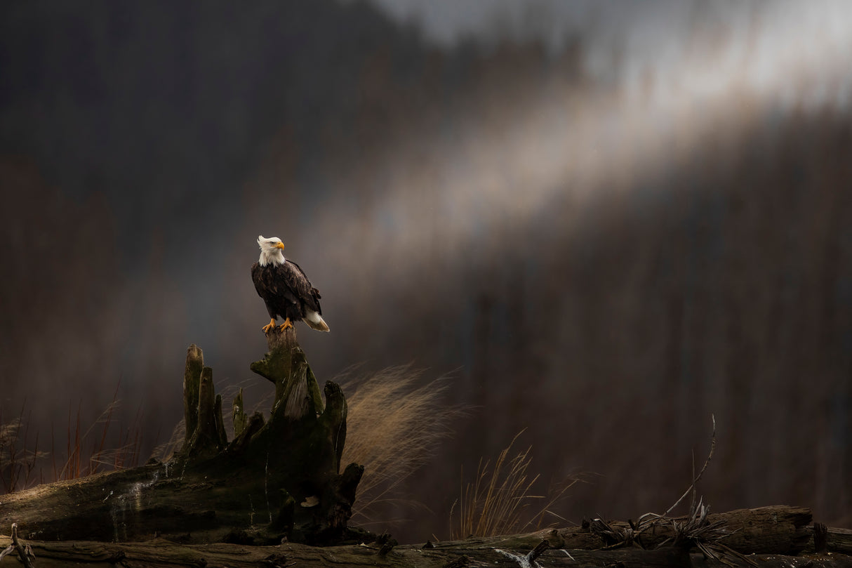 bald eagle Poster och Canvastavla