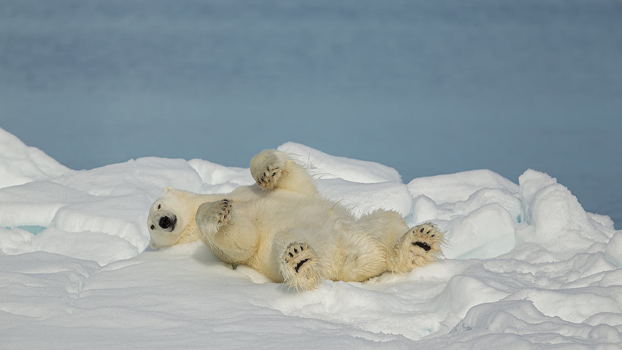 Polar bear in relax Poster och Canvastavla