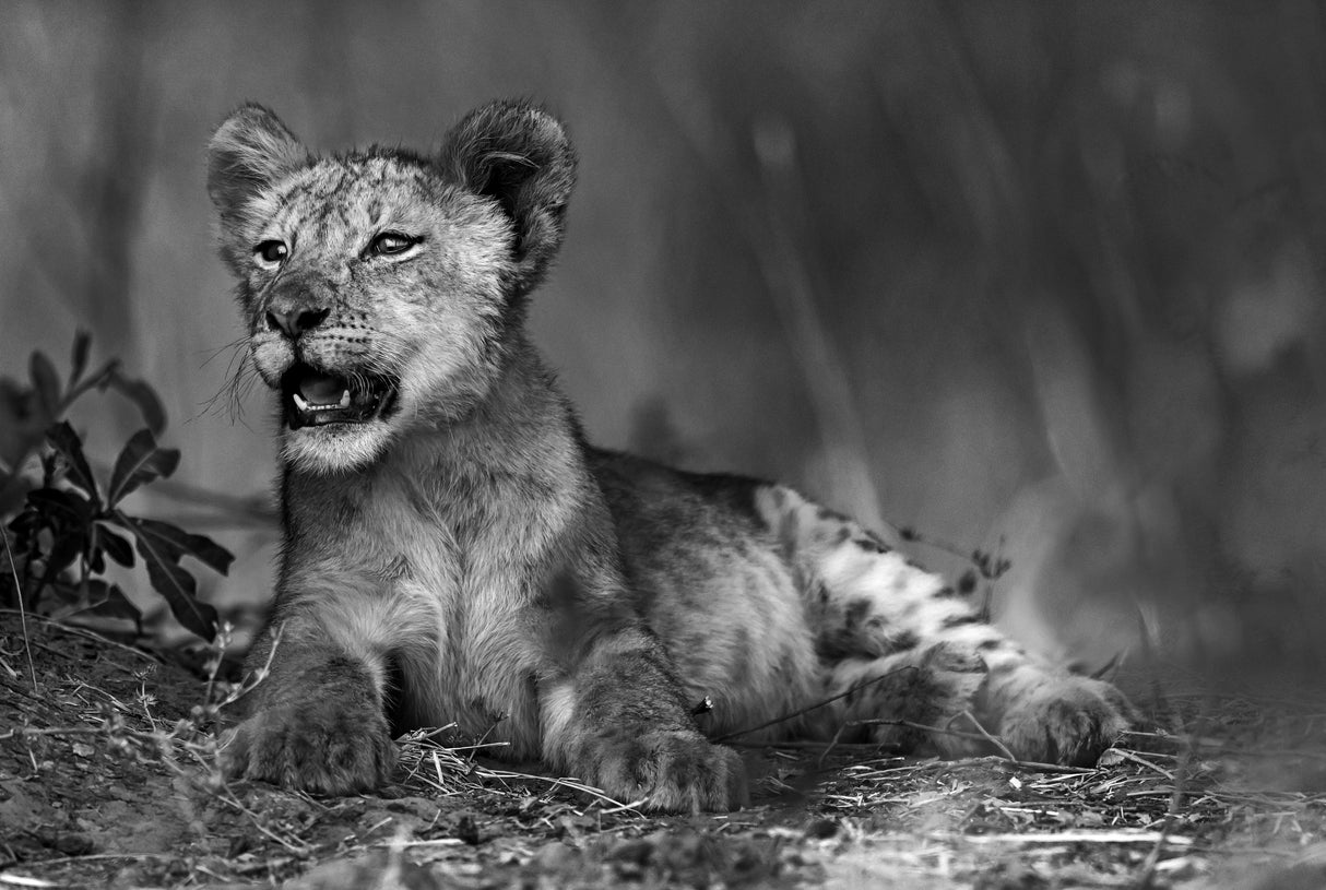 Lion cub in B & W Poster och Canvastavla
