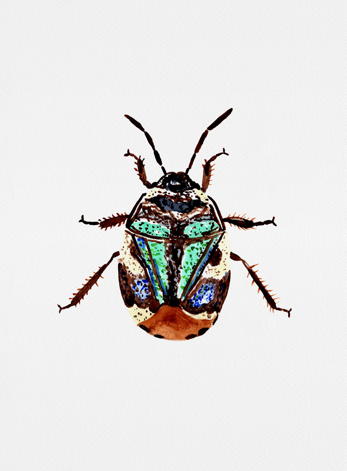 Pied shield bug or Tritomegas bicolor Poster och Canvastavla