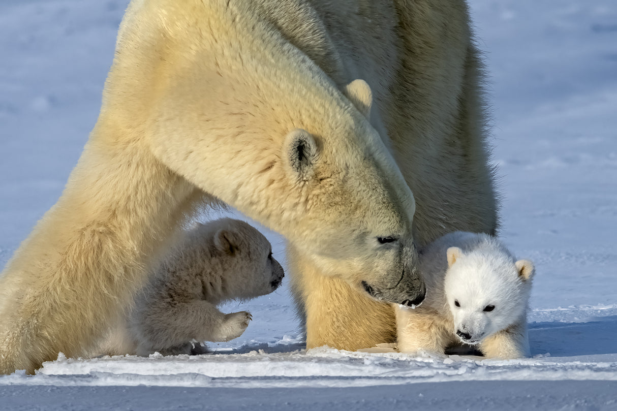 warm moment Poster och Canvastavla