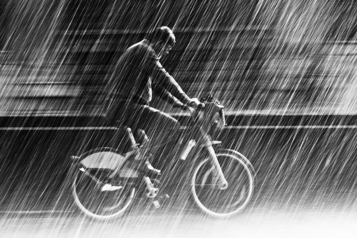 it's raining cats and dogs Poster och Canvastavla