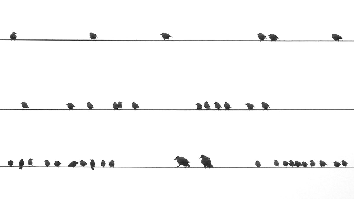 Partition of birds Poster och Canvastavla