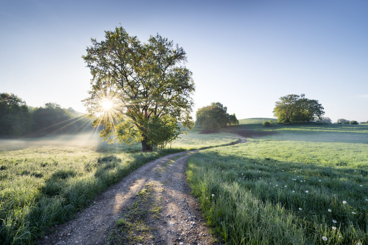 Spring Path Poster och Canvastavla
