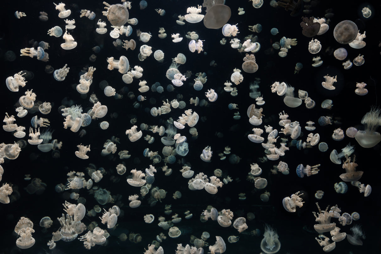 Just some Jellies Poster och Canvastavla
