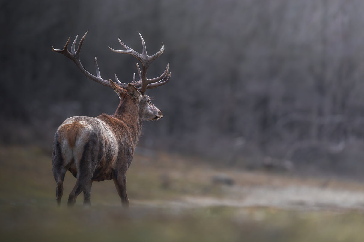 Crowned by nature Poster och Canvastavla