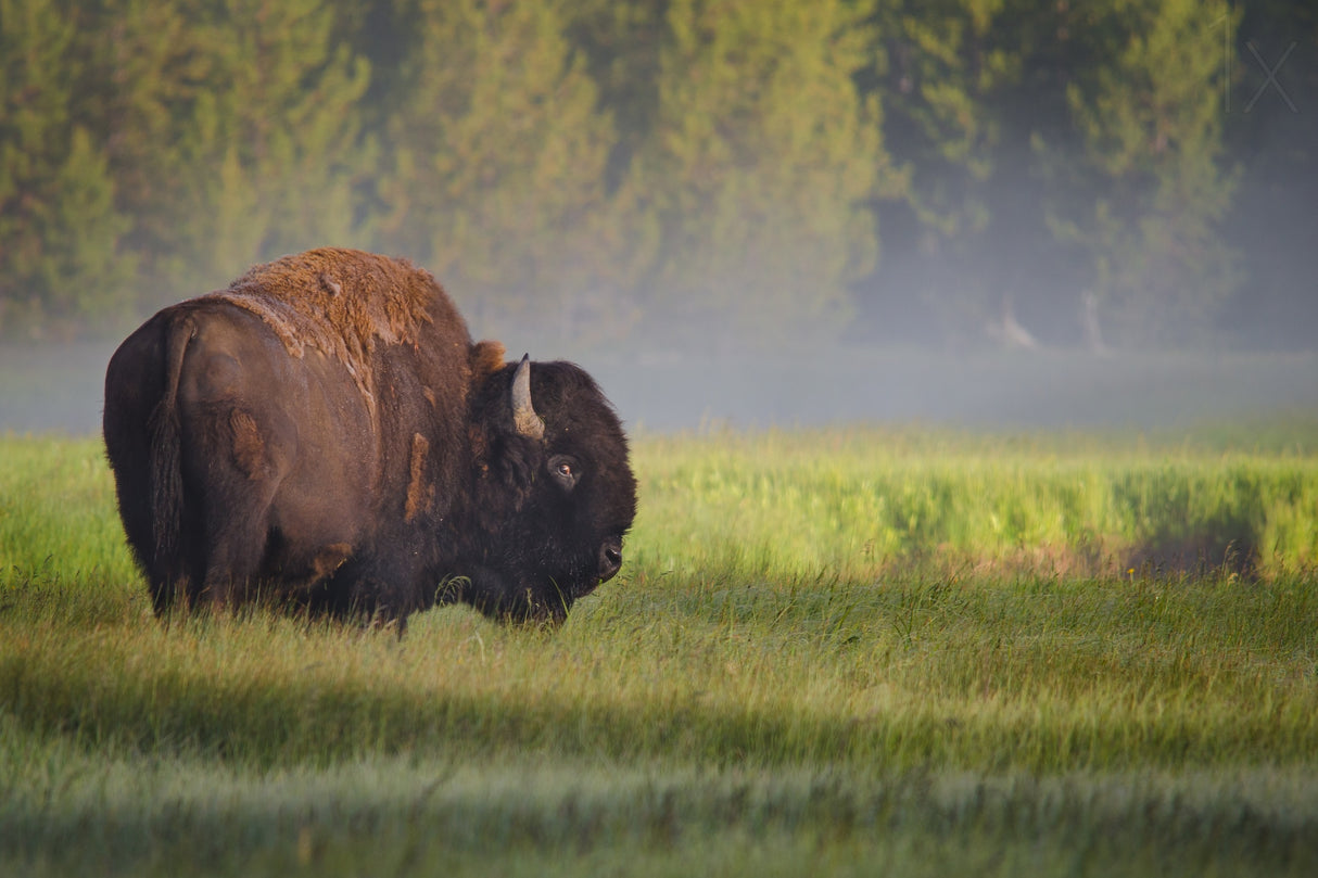 Bison in Morning Light Poster och Canvastavla