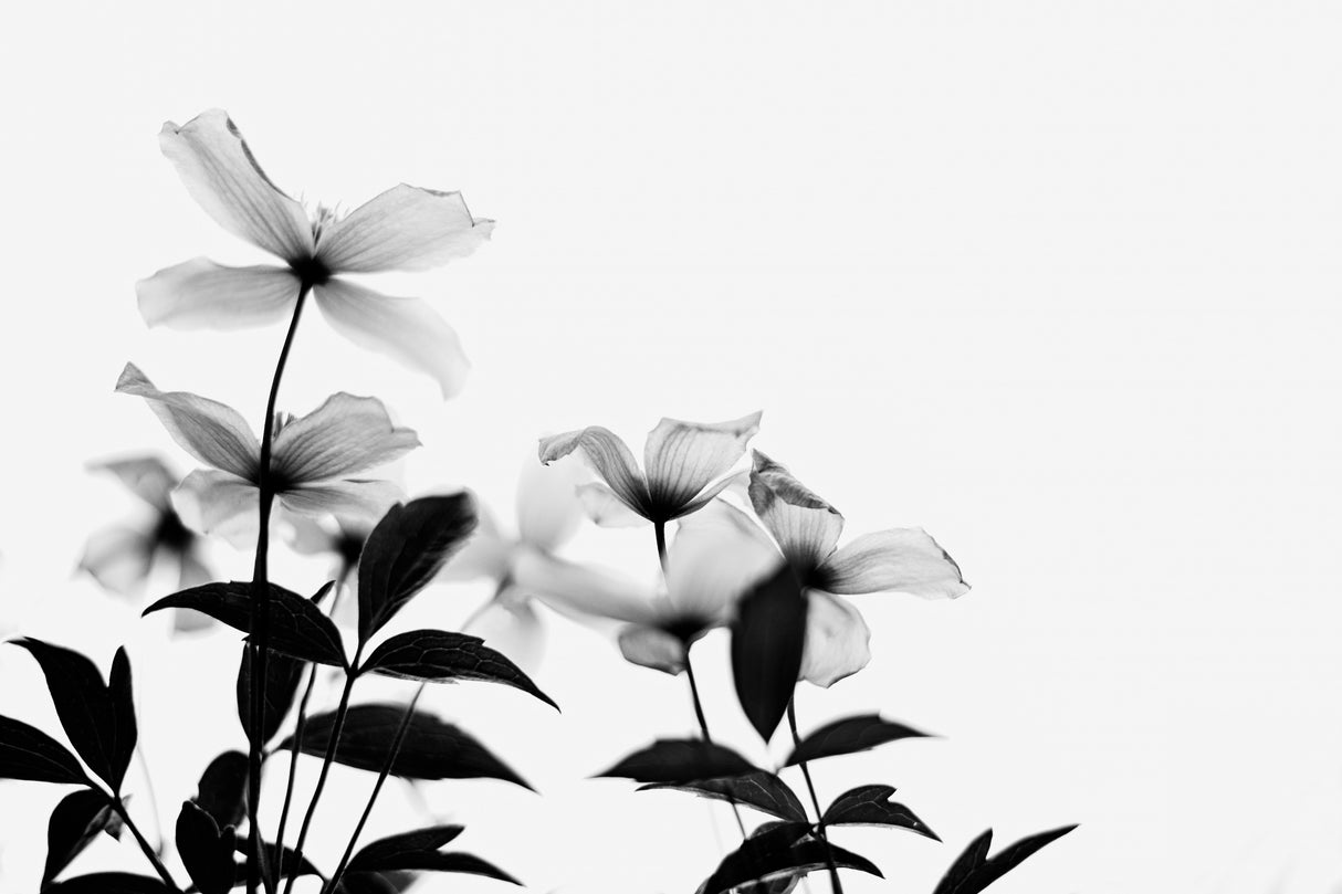 Clematis Blooms - High Key in Black and White Poster och Canvastavla