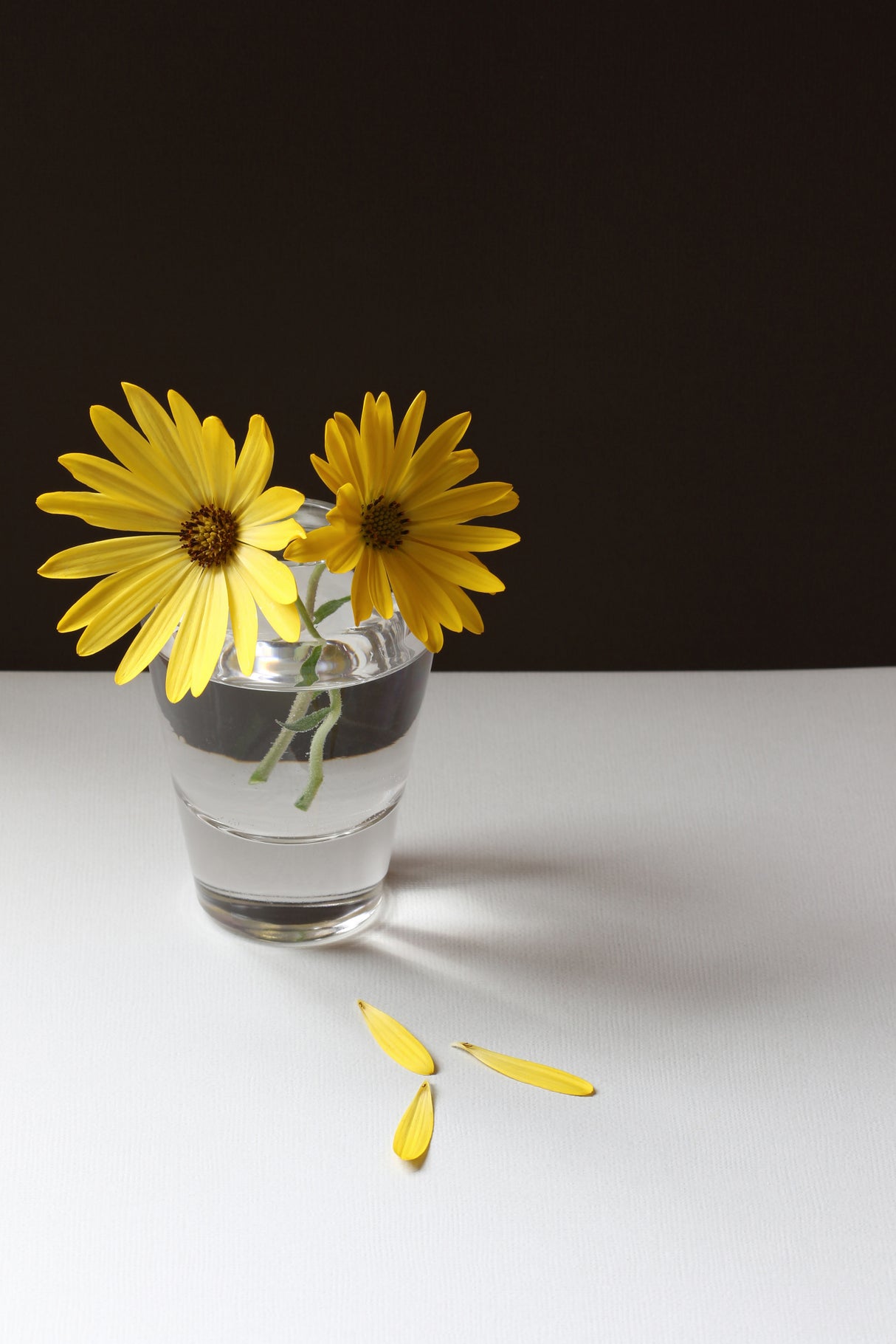 Yellow Daisy Still Life Poster och Canvastavla