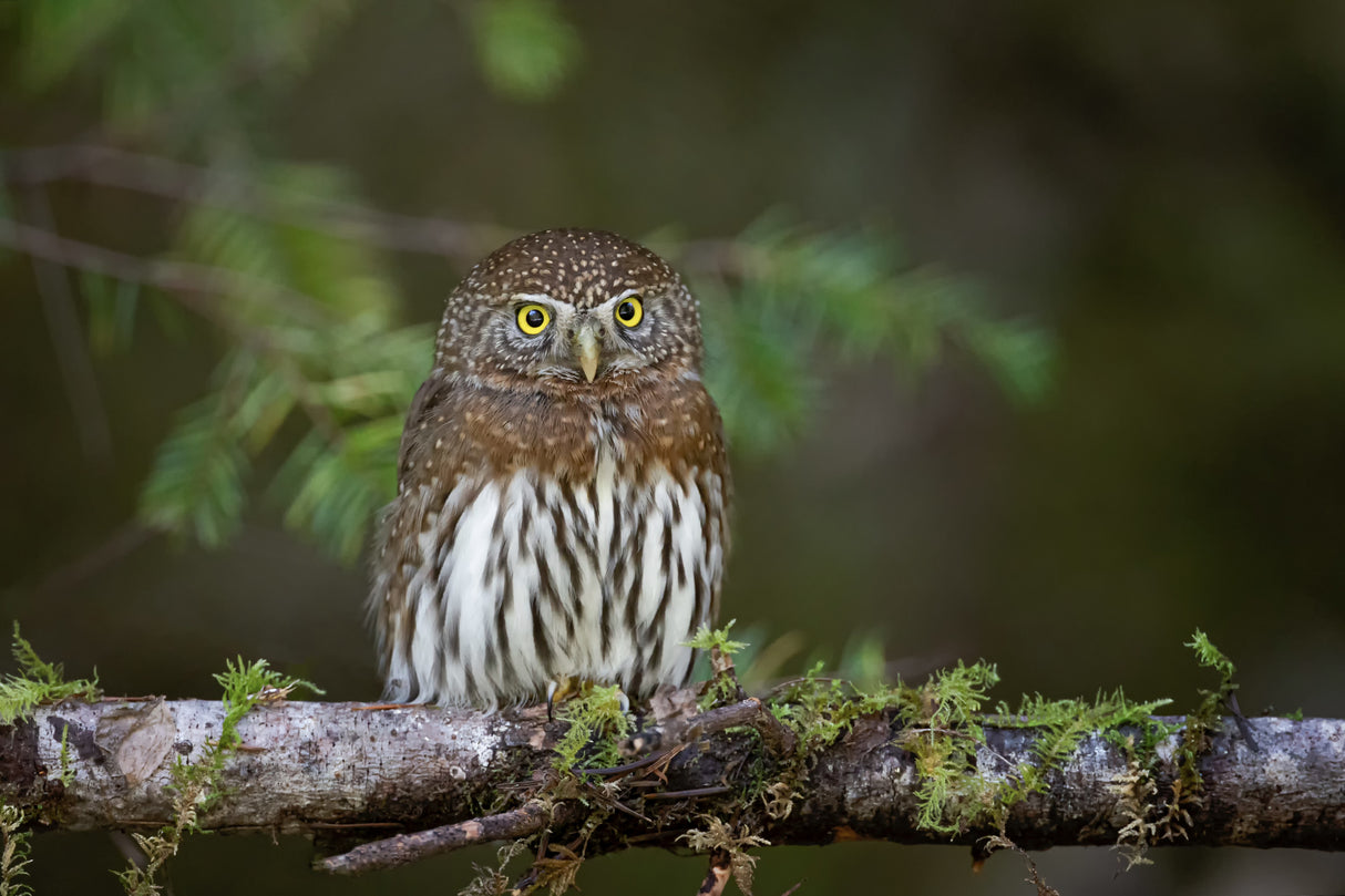 Northern pygmy owl Poster och Canvastavla