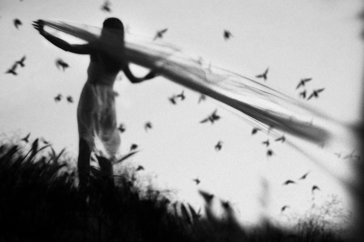 fly away Poster och Canvastavla