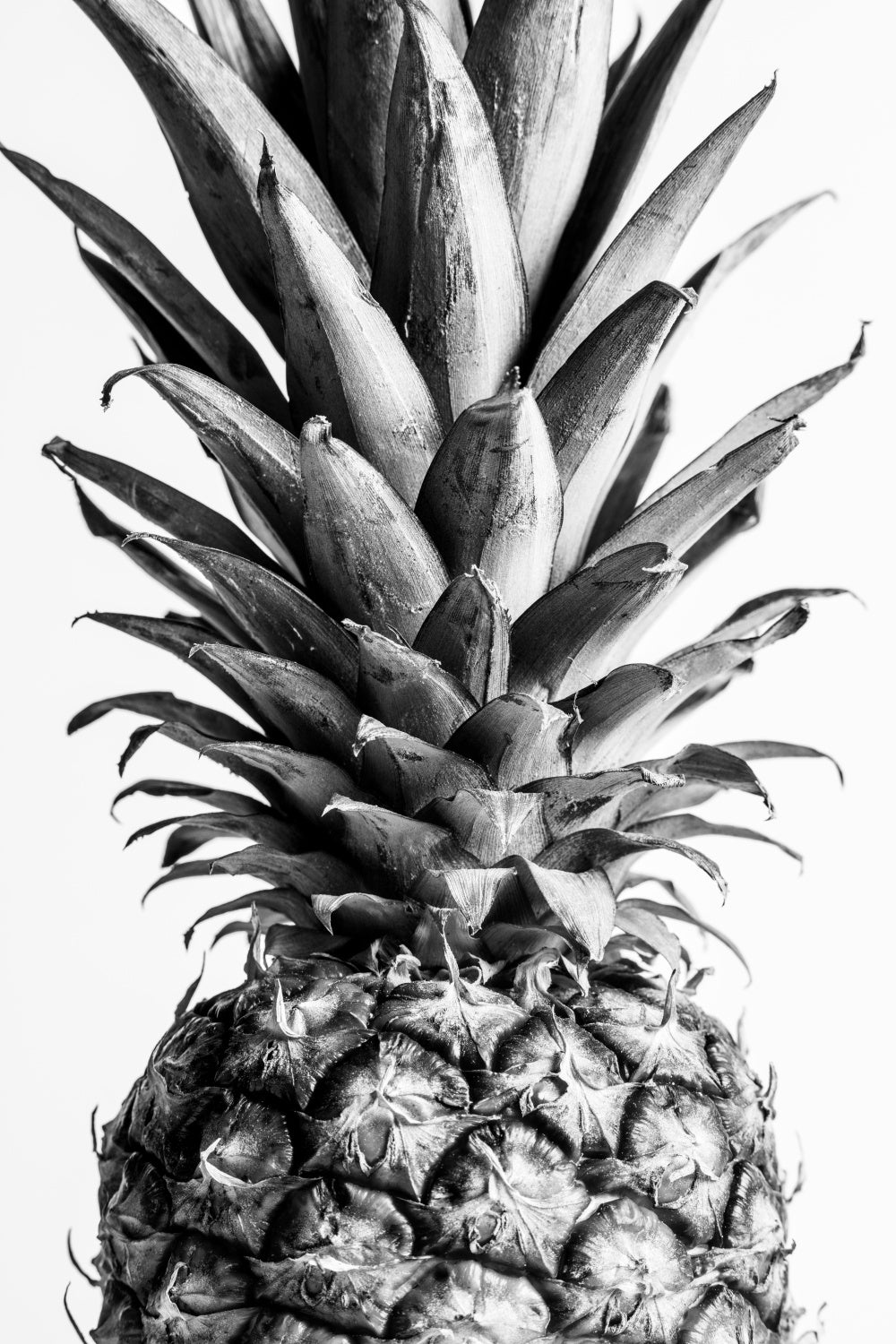 Pinapple Black & White 03 Poster och Canvastavla