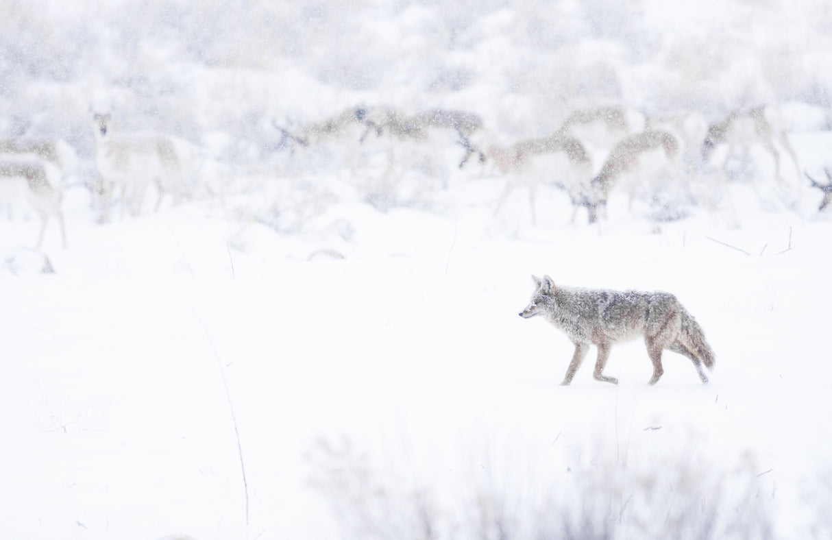 Coyote Hunting in Blizzard Poster och Canvastavla