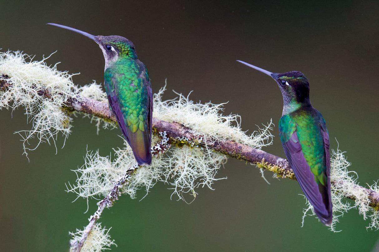 Hummingbirds Poster och Canvastavla