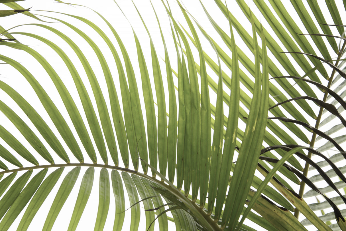 Palm Leaves Foliage Photo 02 Poster och Canvastavla