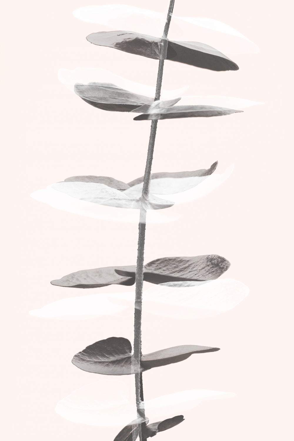 Eucalyptus Creative 11 Poster och Canvastavla