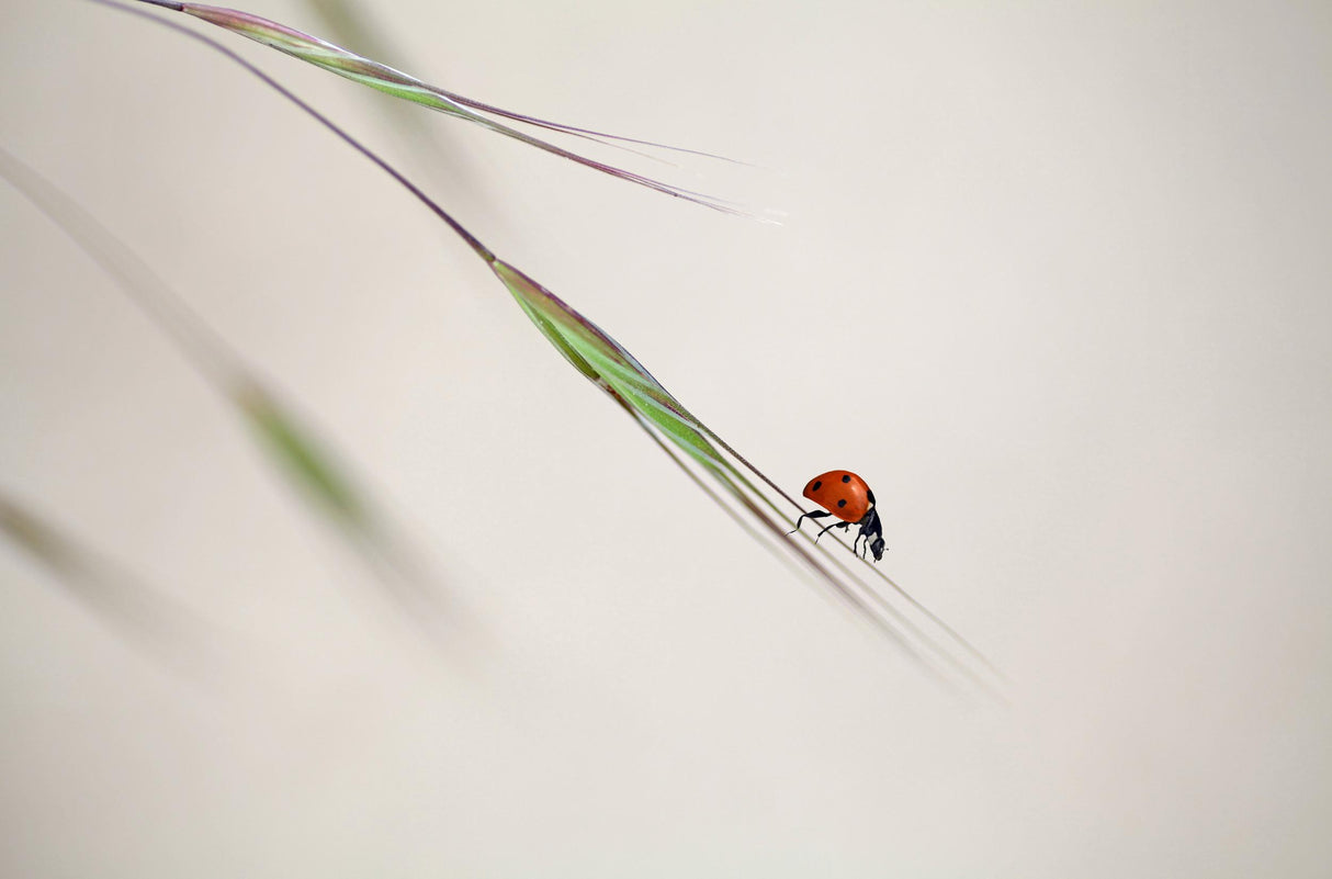 ladybug Poster och Canvastavla