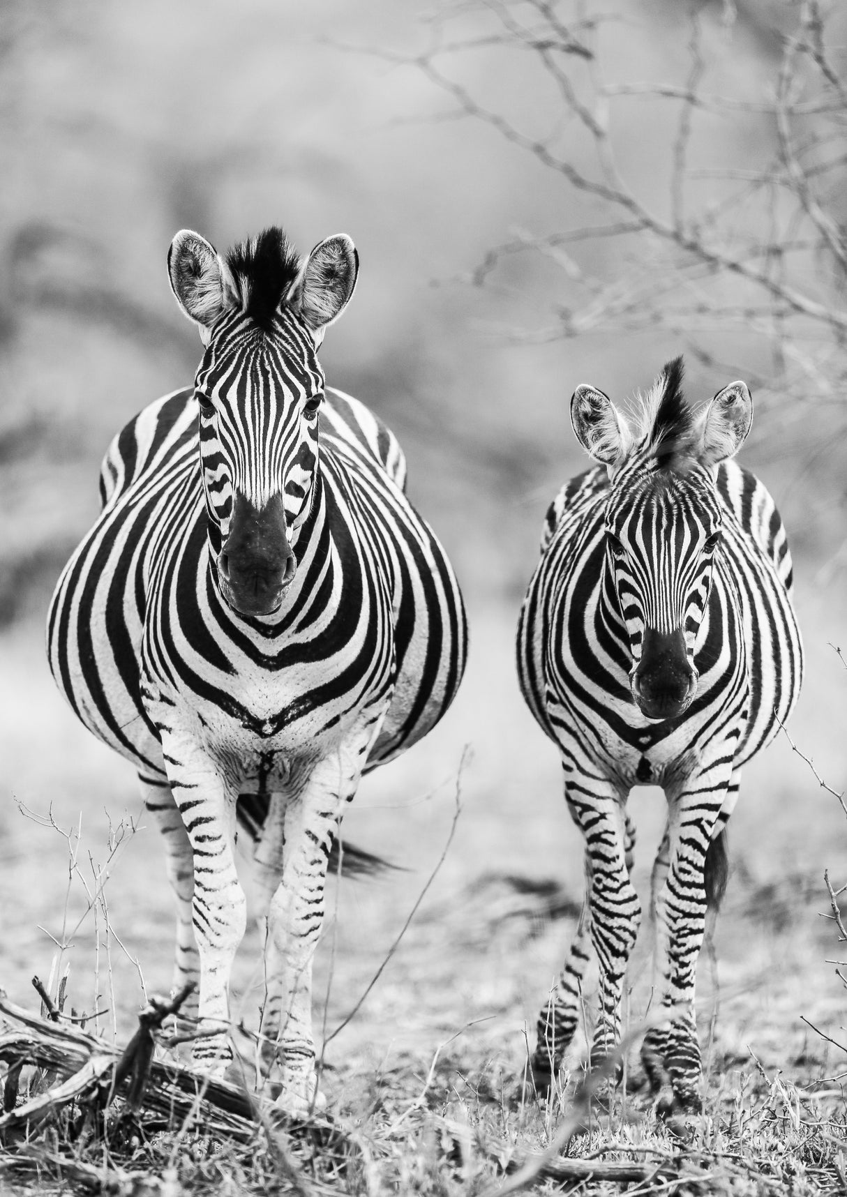 Striped Horse Front On Poster och Canvastavla