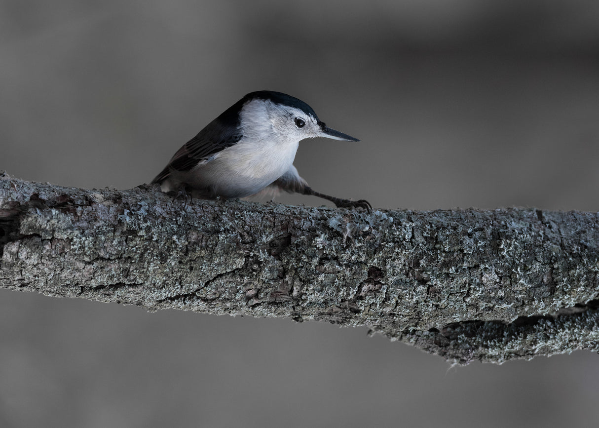 Morning Tai-Chi White-breasted nuthatch Poster och Canvastavla