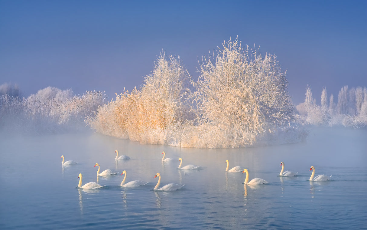 Swan Lake Poster och Canvastavla
