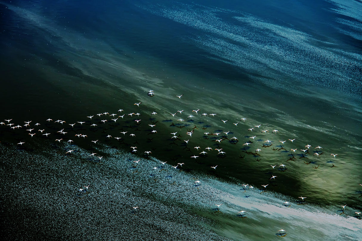 white birds, blue and green water Poster och Canvastavla