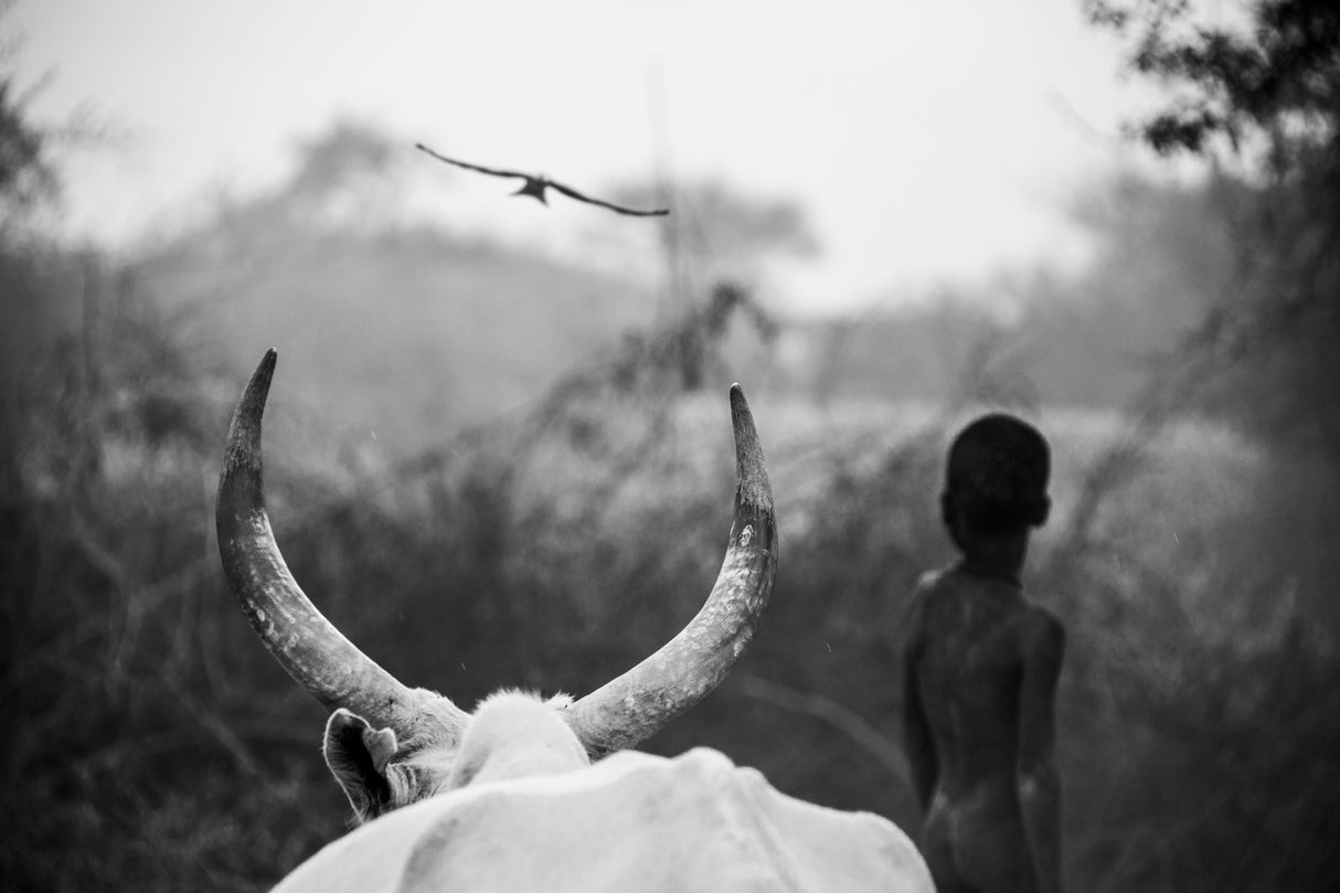 Boy and Cow Poster och Canvastavla