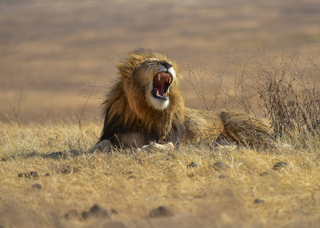 The King of Ngorongoro Crater Poster och Canvastavla