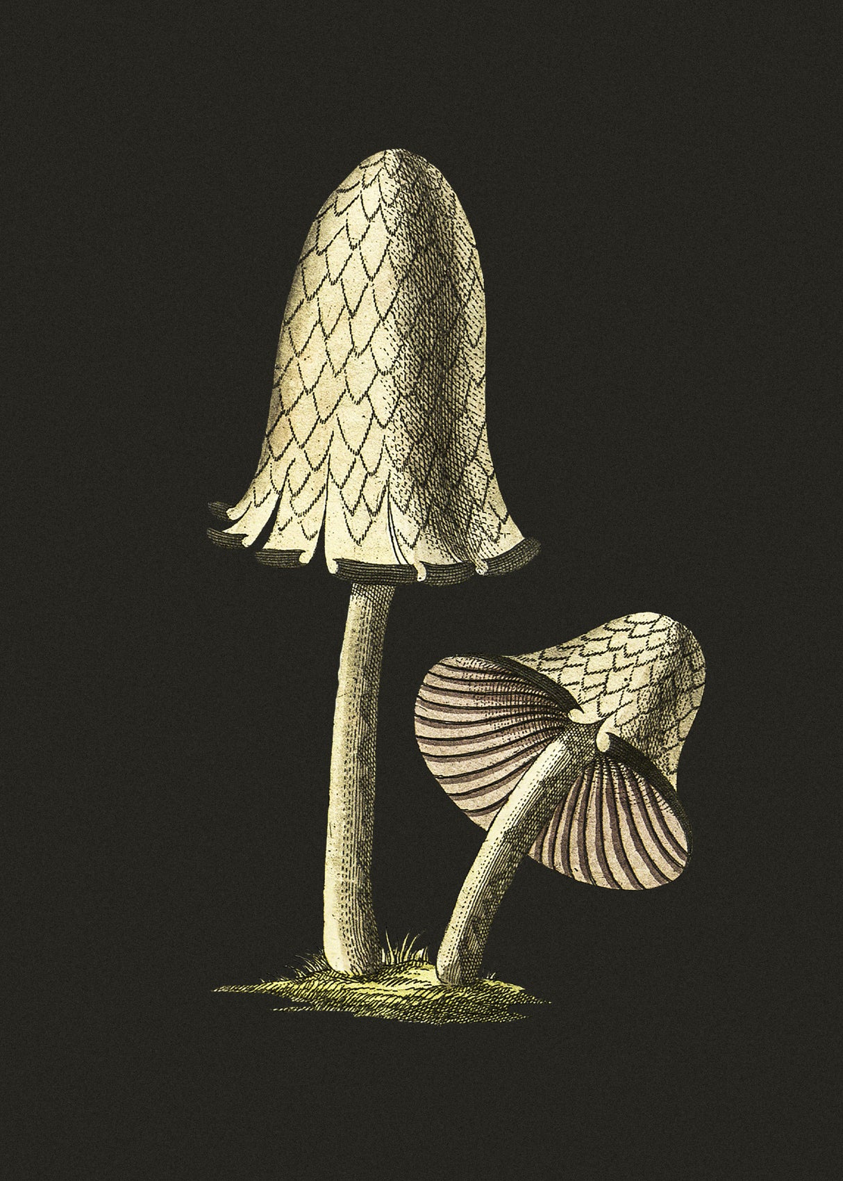 Vintage Inky Cap Edible Mushroom Black Background Poster och Canvastavla