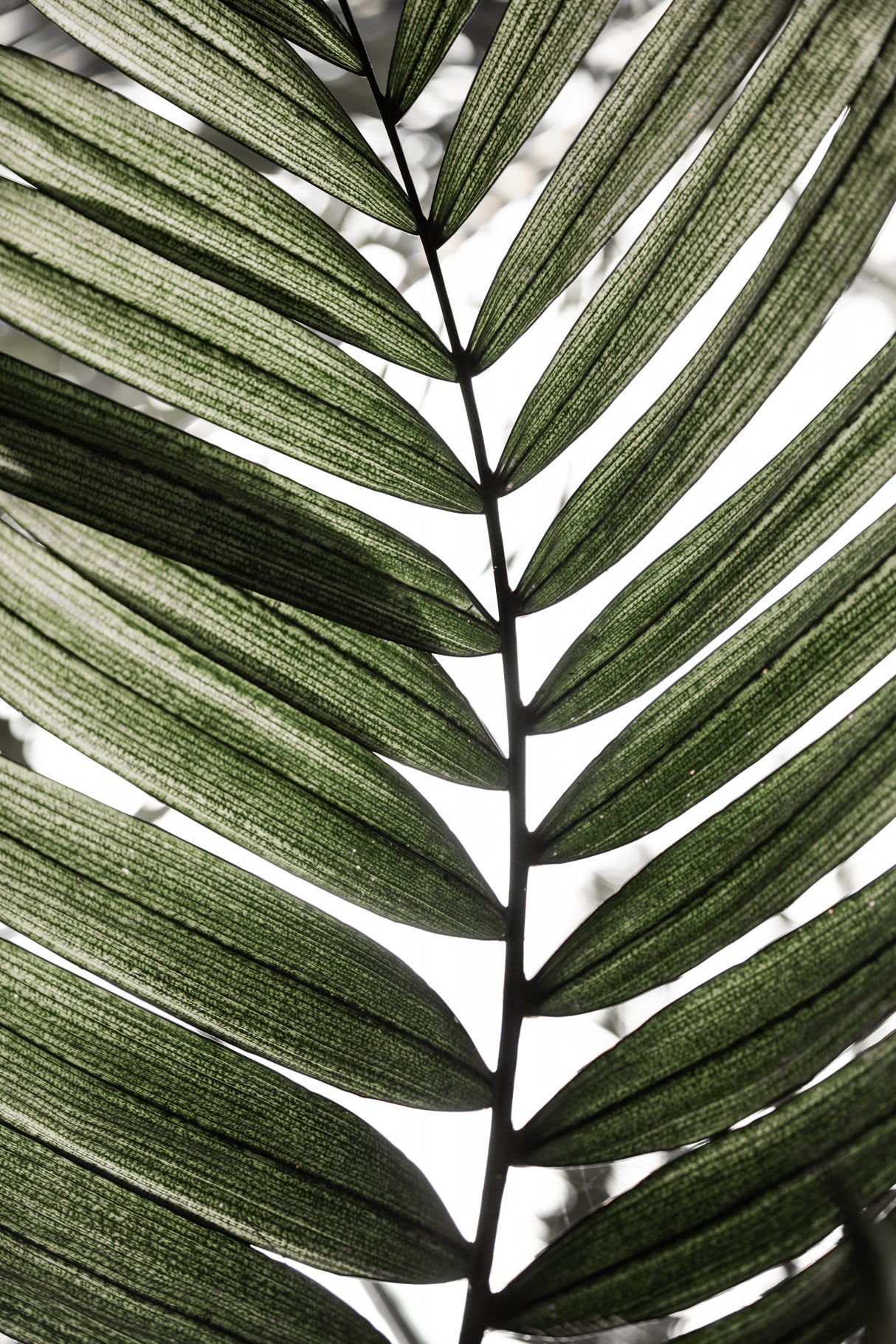 Palm Leaves 24 Poster och Canvastavla