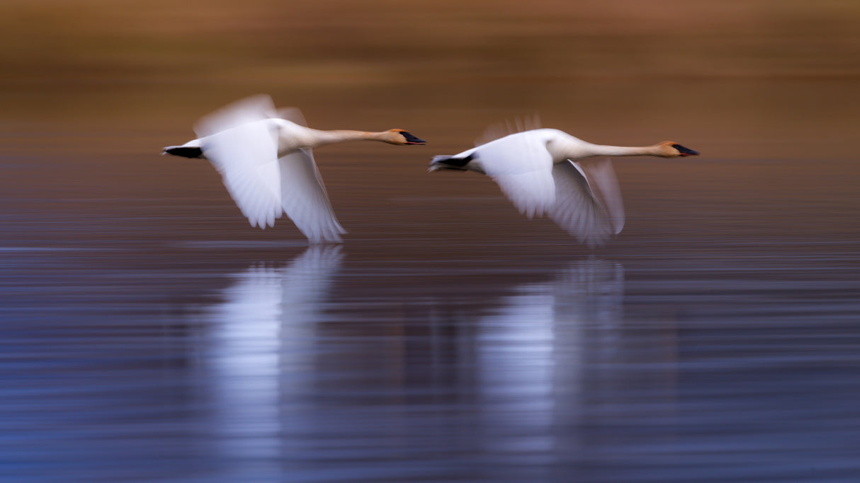 White swans flying upon the lake Poster och Canvastavla