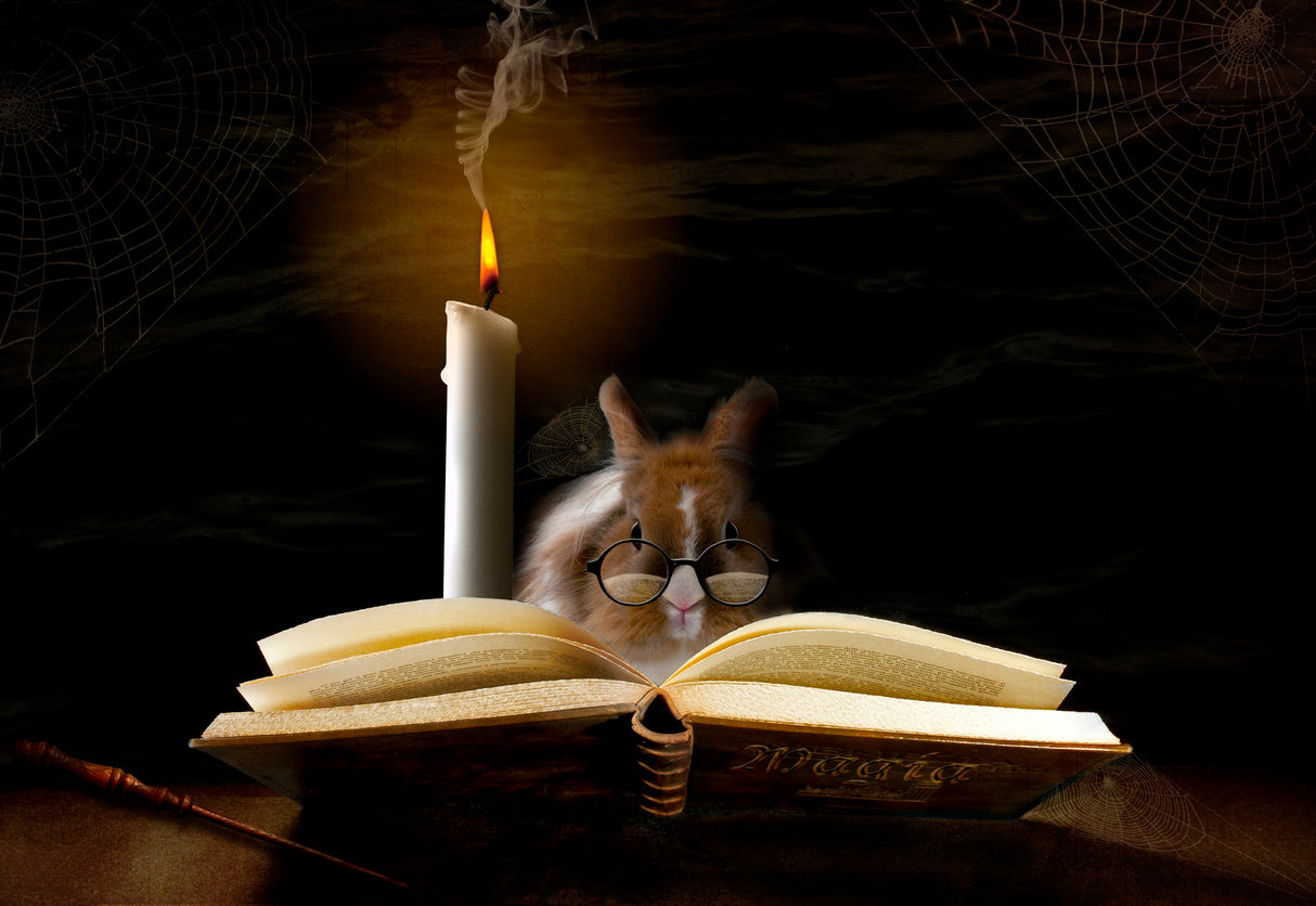 ...magician apprentice Poster och Canvastavla