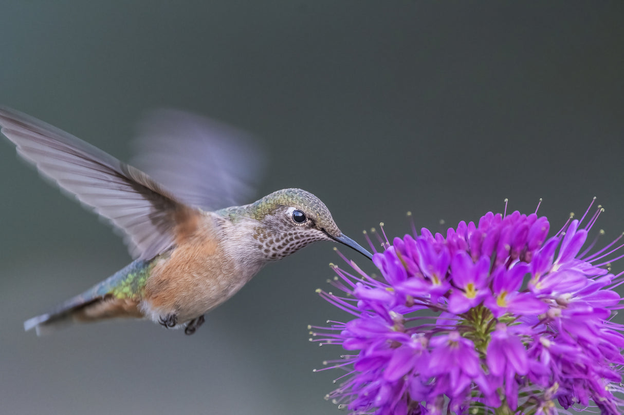 rufous hummingbird Poster och Canvastavla